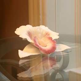 Orchidée Parfumée