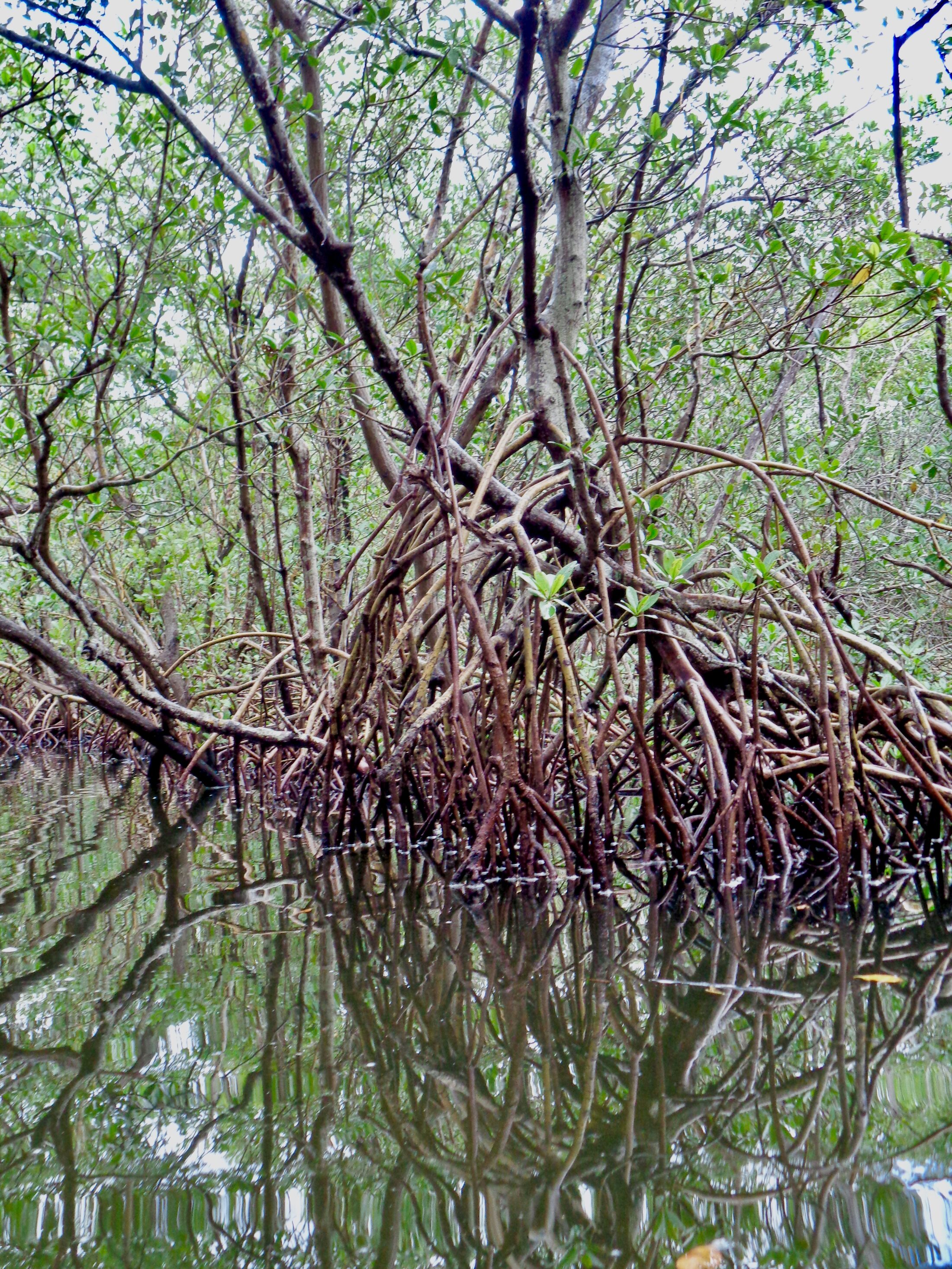 Wild Florida