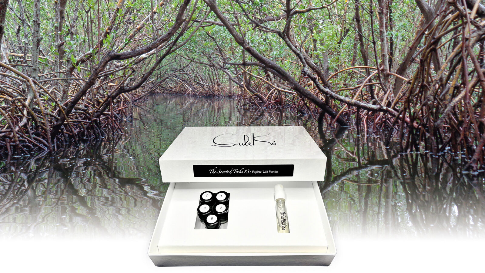 Florida masterclass — mangroves