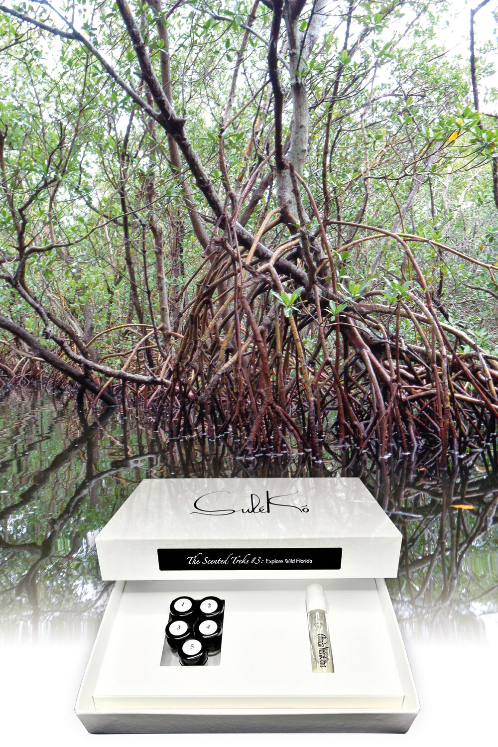 Florida masterclass — mangroves