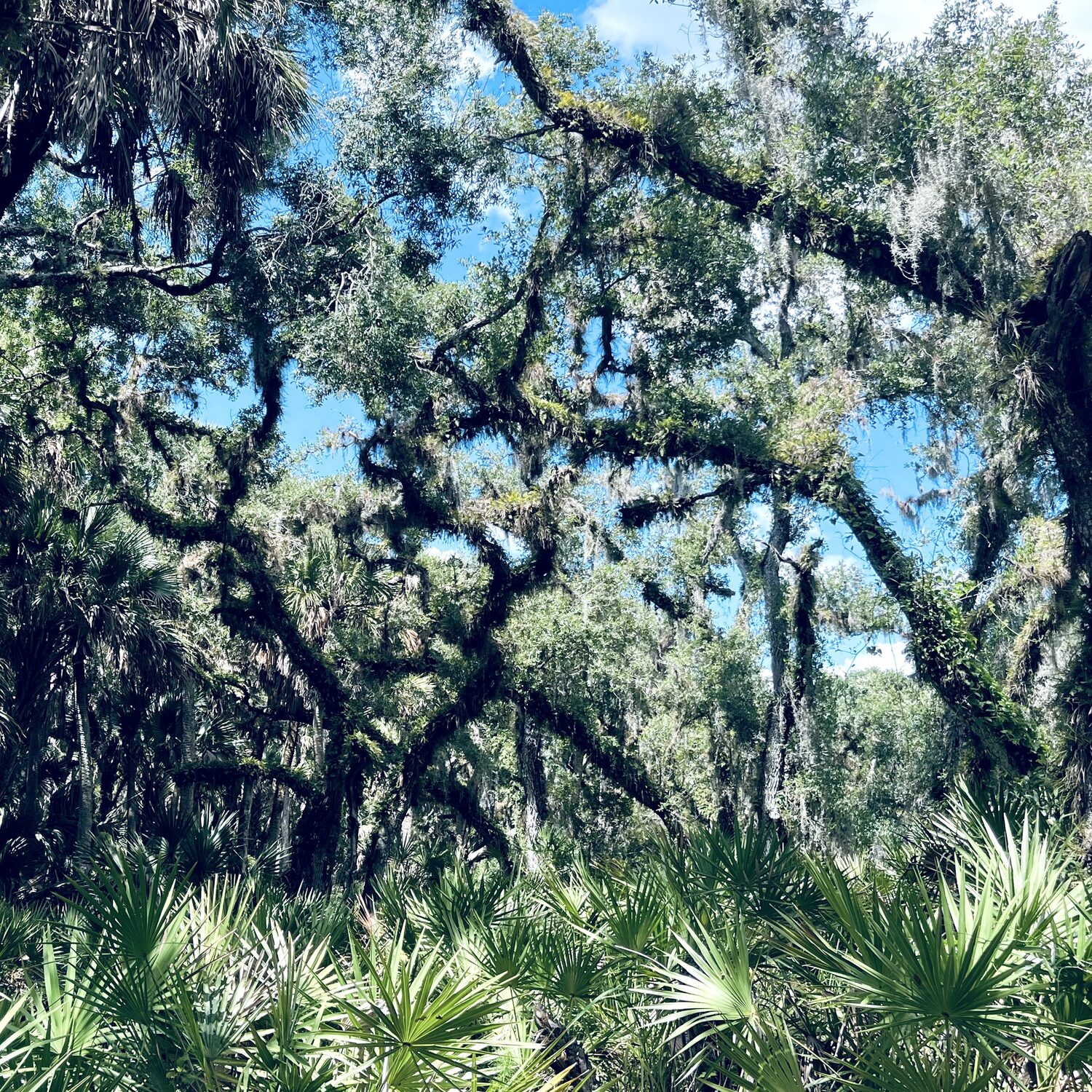 Wild Florida