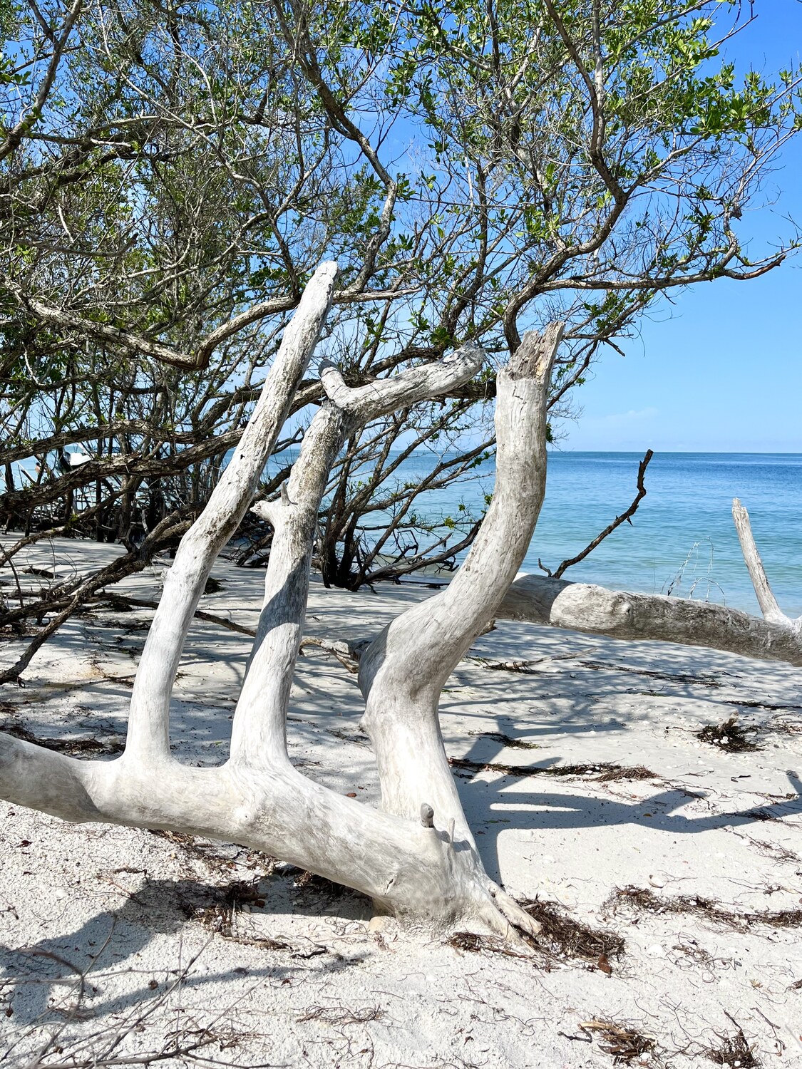 Florida driftwood