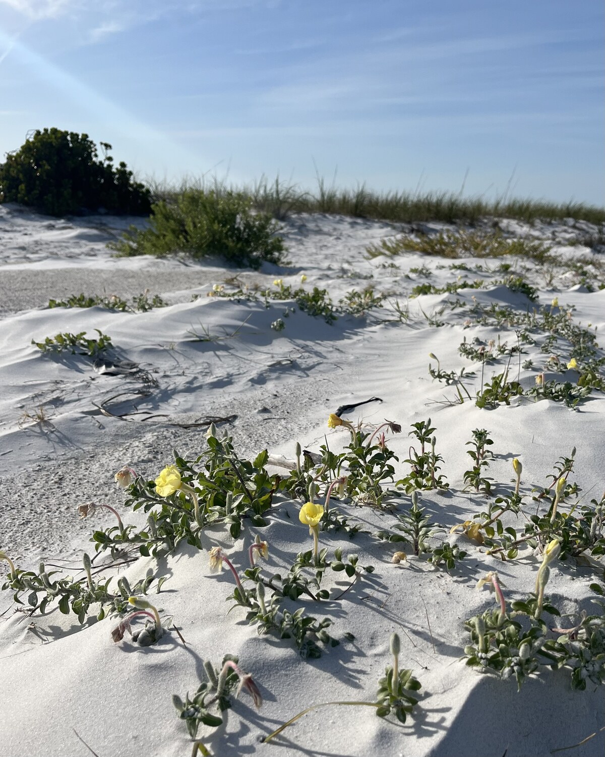 Florida dunes
