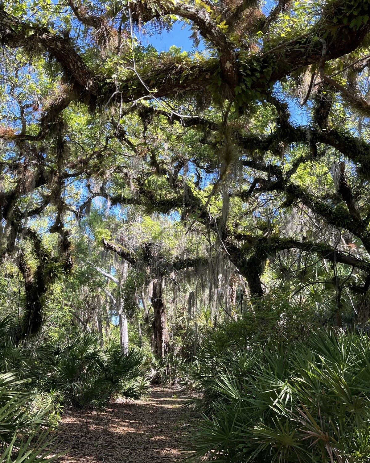 Florida forest