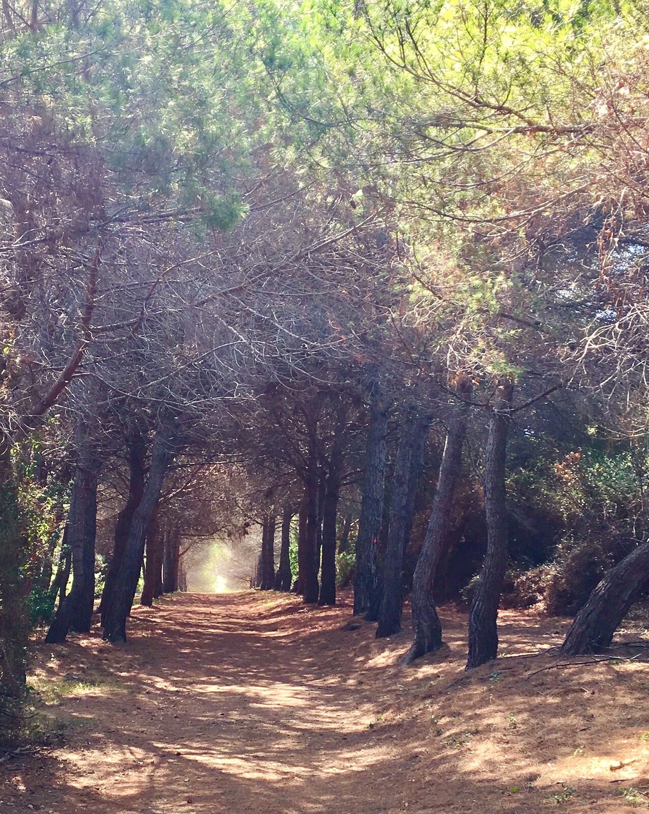 Pine forest, Provence