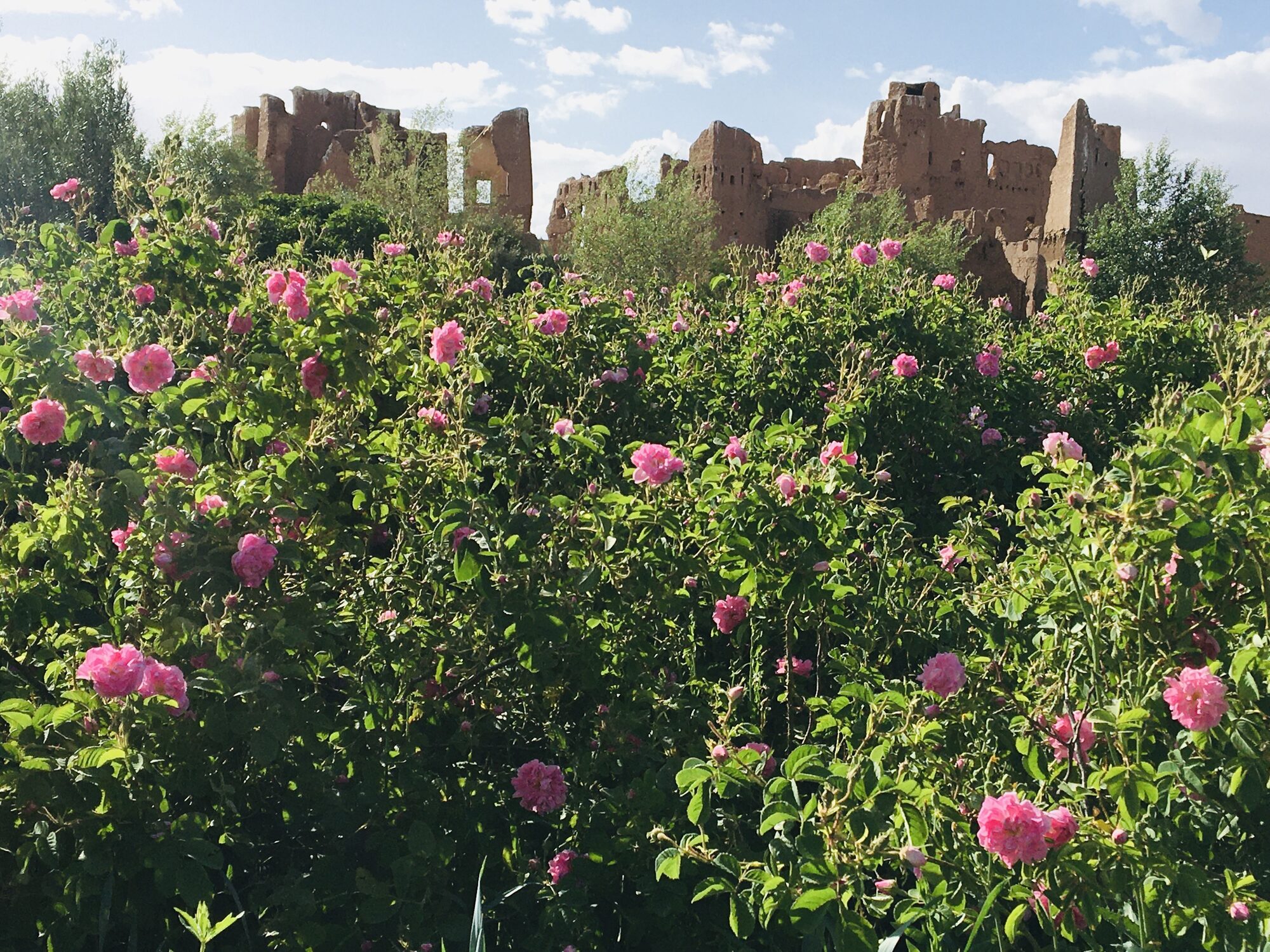 Morocco's Valley of Roses