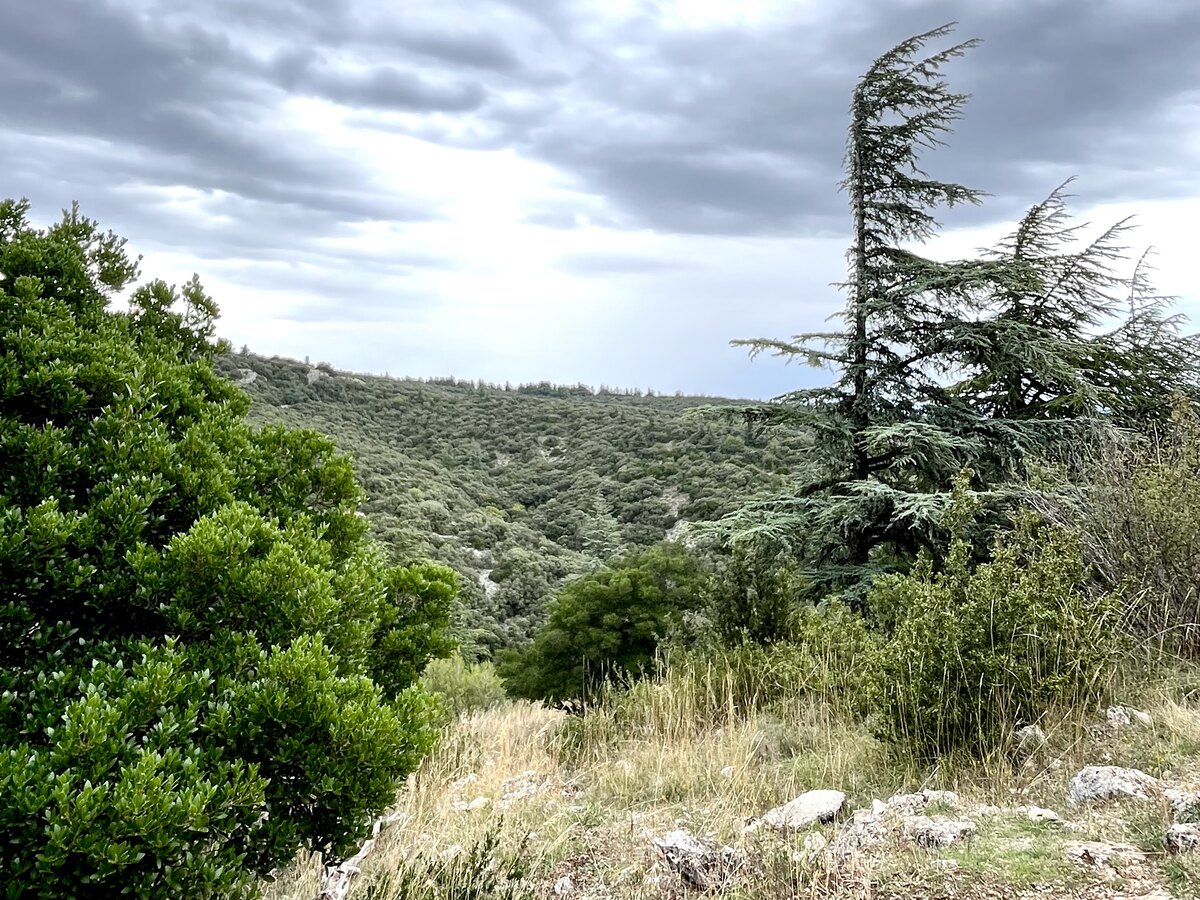 La forêt des Cèdres