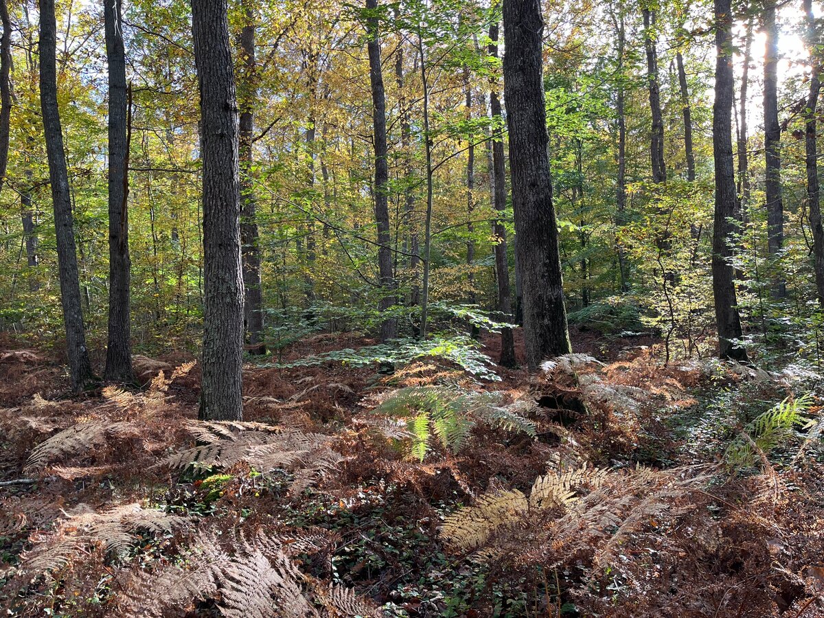 A journey into Fall’s fragrant mystery