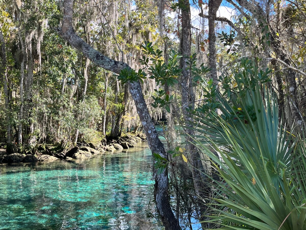 Follow the Manatees into Wild Florida